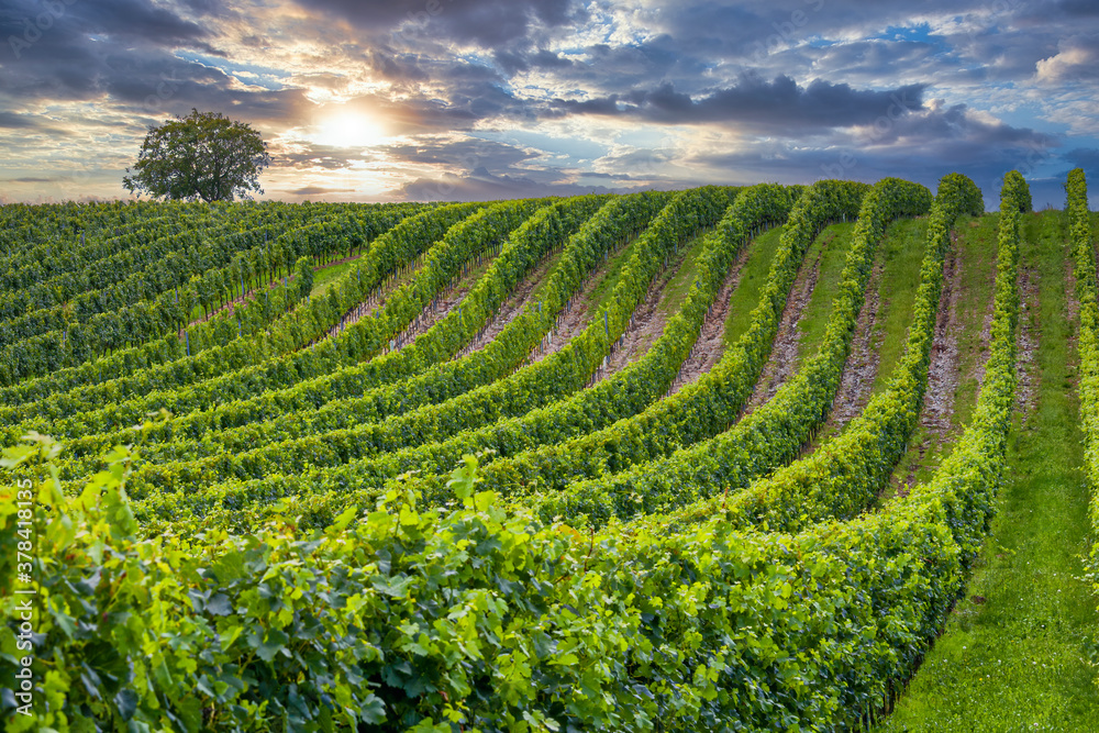 Beautiful rows of grapes in summertime