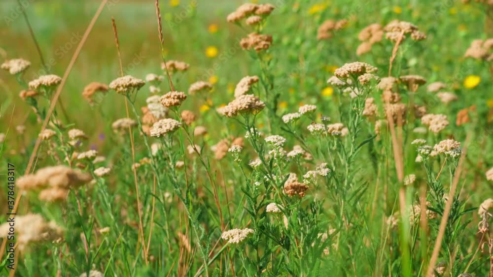 beautiful summer landscape with grass and wild flowers beautiful summer landscape with grass and wild flowers