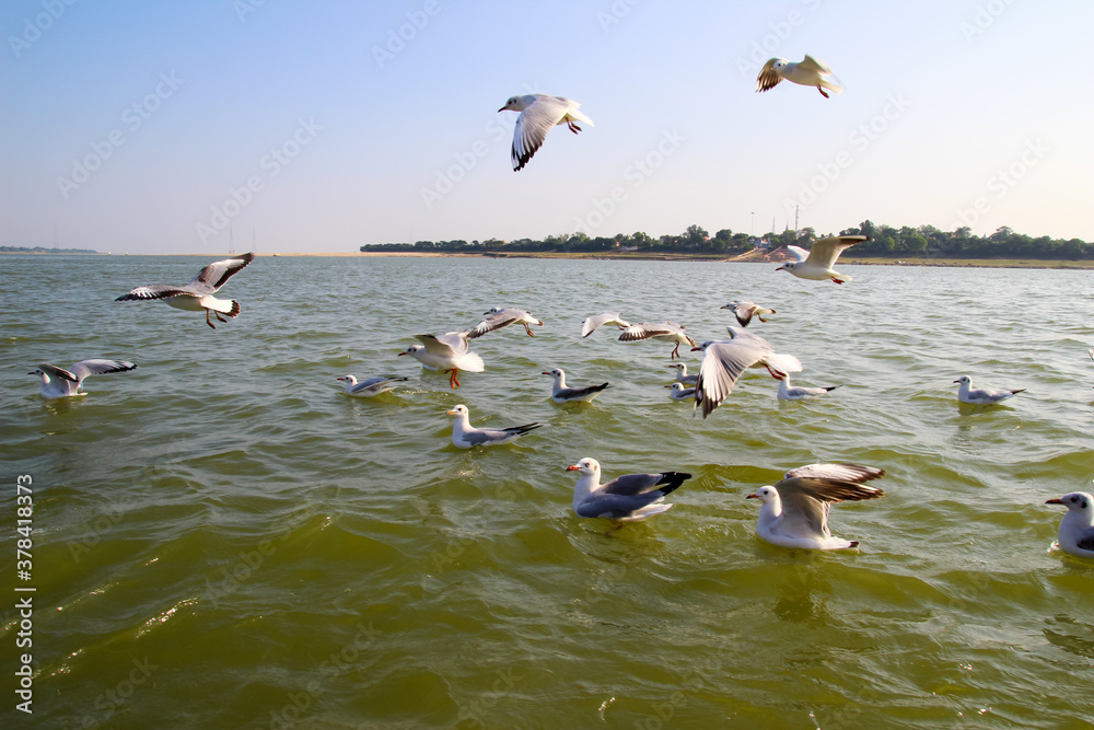 Heuglin's gull or Siberian gull, migrated siberian bird on ganges river Allahabad at prayag triveni sangam