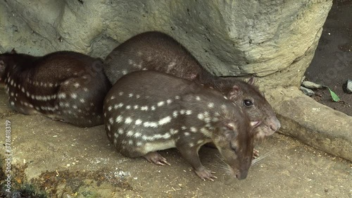 Cuniculus pacas mmmals of South America
