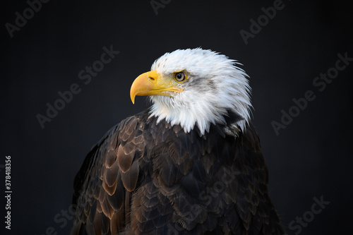 majestic Bald Eagle on dark Background