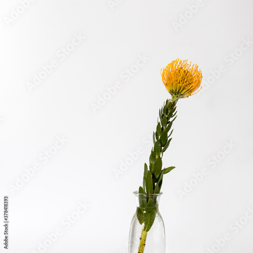 Orange fresh protea in transparent vase on the white background