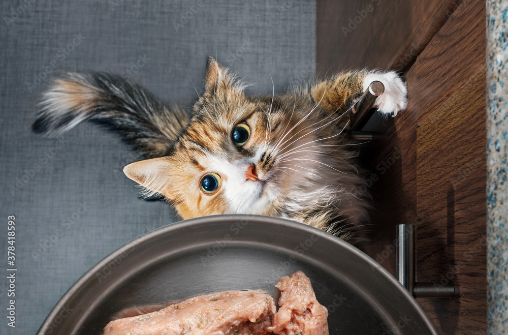 Top view of desperate cat trying to get to a food bowl filled with ground chicken
