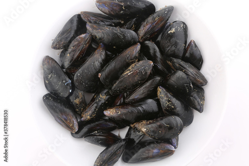 raw fresh mussels as sea food