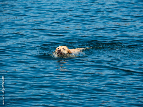 labrador retriever dog swimming in the water
