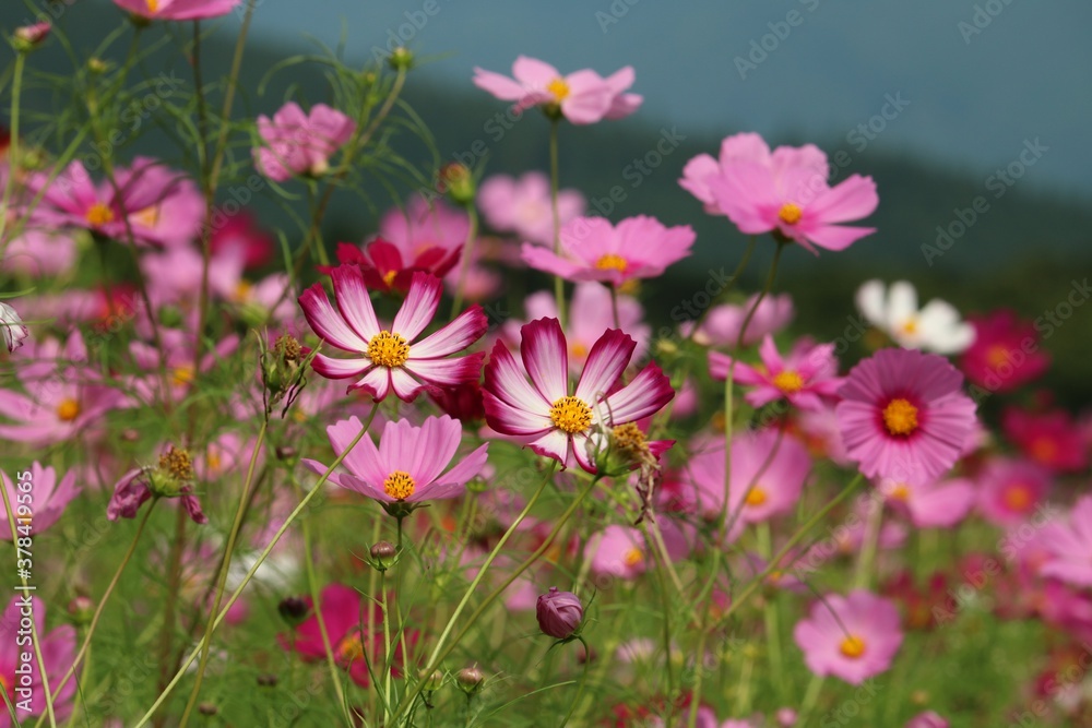 秋を感じさせる花コスモス 秋を感じさせる花コスモス