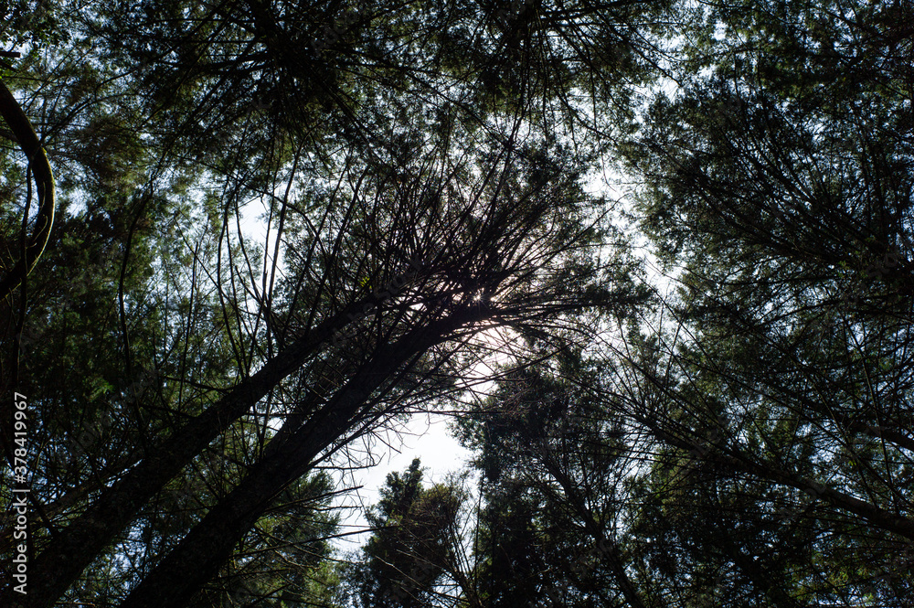 High Tree Trunks Moving in the Wind on a Sunny Day High Tree Trunks Moving in the Wind on a Sunny Day