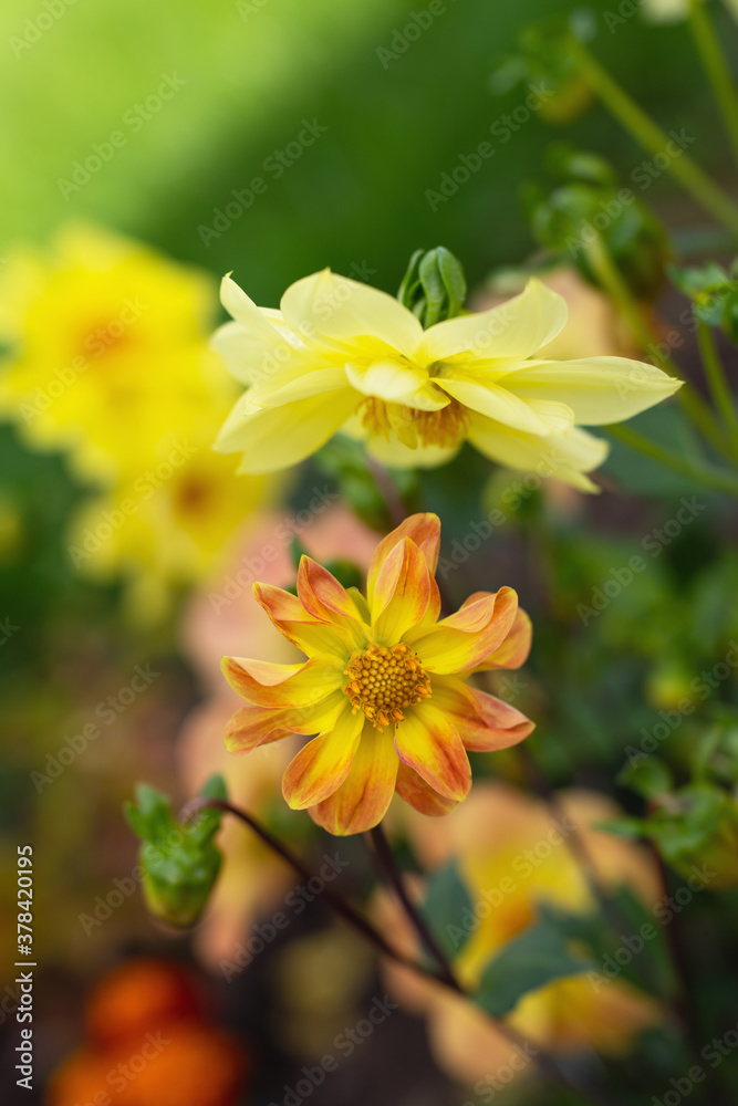 yellow dahlias in the garden yellow dahlias in the garden