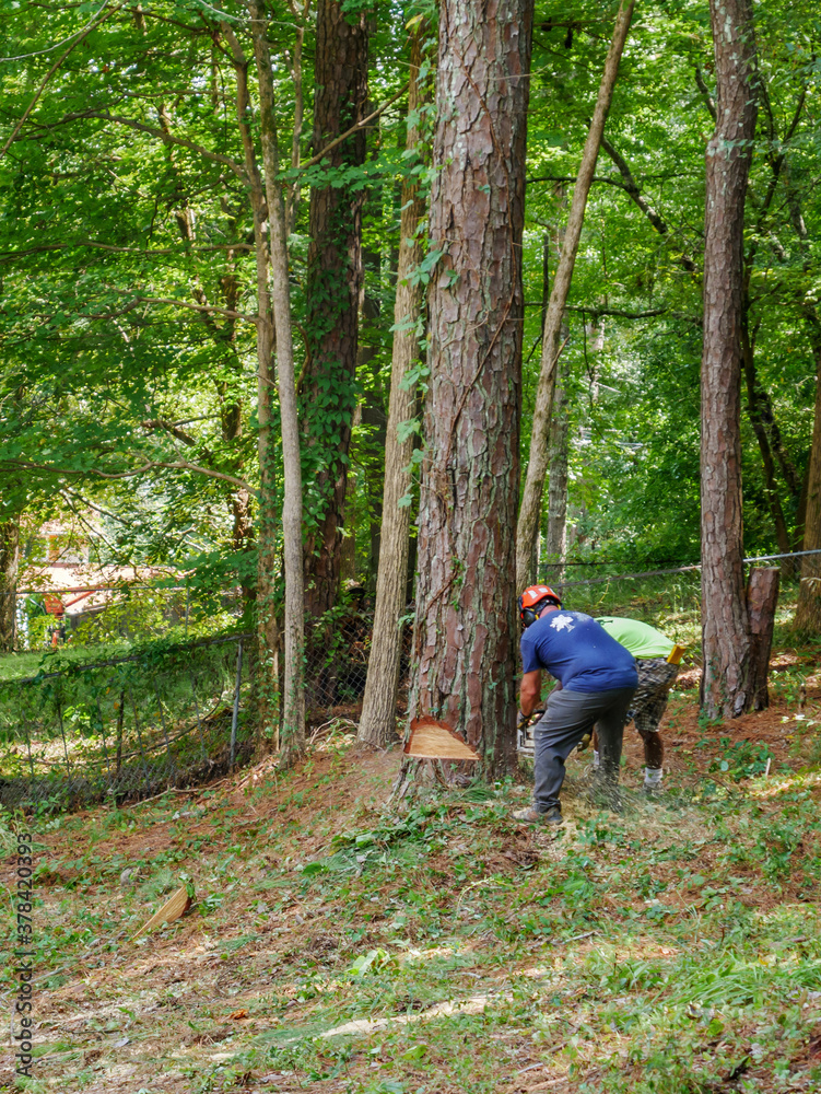 workers in the process of precision tree removal workers in the process of precision tree removal