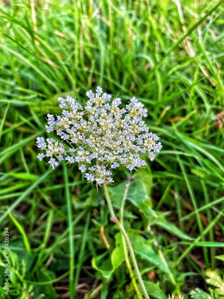 White flower on a background of grass.