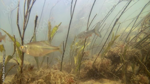 Fishes in river underwater, gudgeon, common nase, sneep , sunbleak, chub, мountain river under water, shallow water, river current, small fishes, underwater plants, stone bottom photo