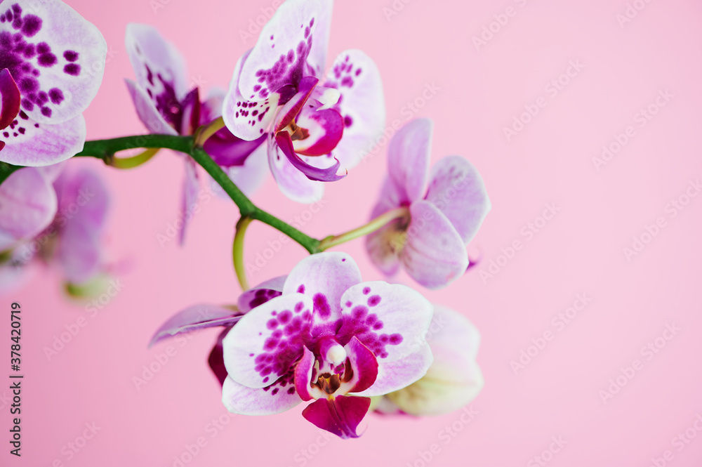 violet butterfly orchid with dots, macro photo in front of a pink background