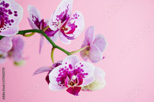 Fototapeta Naklejka Na Ścianę i Meble -  violet butterfly orchid with dots, macro photo in front of a pink background