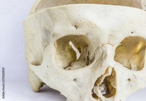 close up macro view of human skull bone showing the anatomy of orbital cavity,nasal foramen, and nasal septum photo