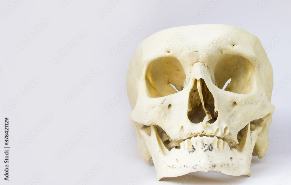 front anatomical view of human skull bone with mandible without the vault of the skull in isolated white background with space for text front anatomical view of human skull bone with mandible without the vault of the skull in isolated white background with space for text