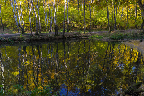 Reflection of coastal trees in the water surface. photo