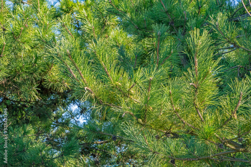 Obraz premium 松の木と松かさ