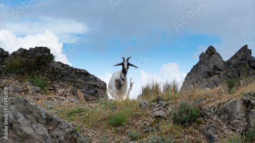 Goat Standing On Field, Sardinia, Italy
