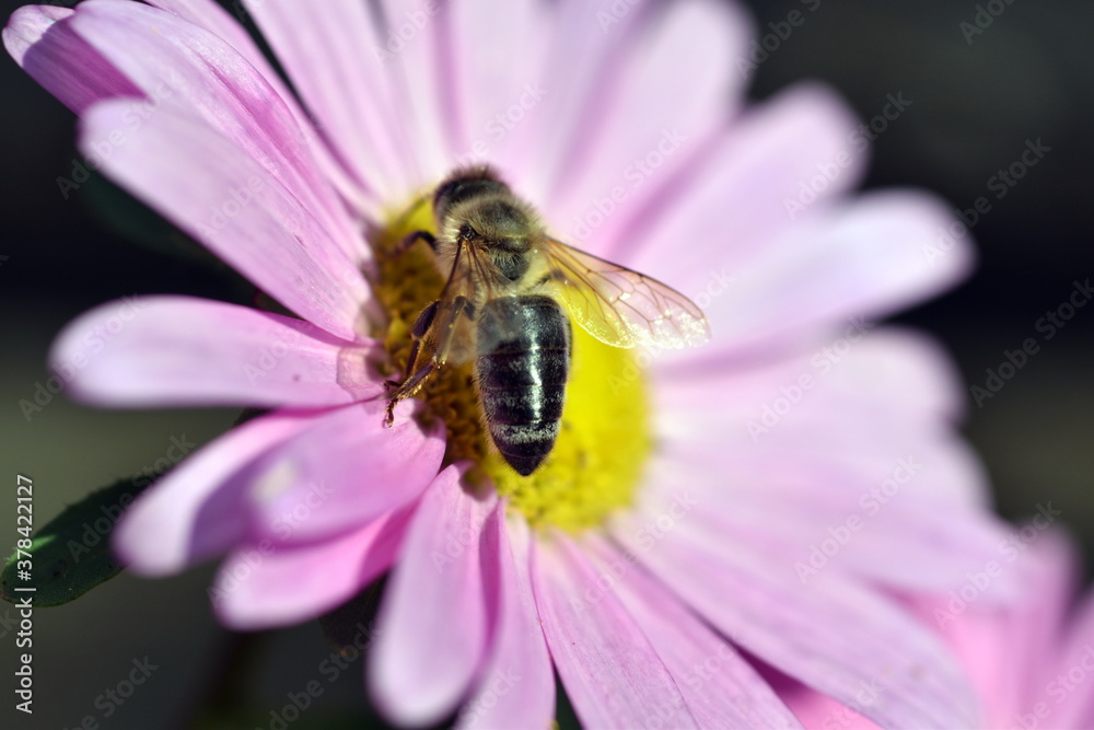 Biene auf einer rosaroten Blüte Biene auf einer rosaroten Blüte
