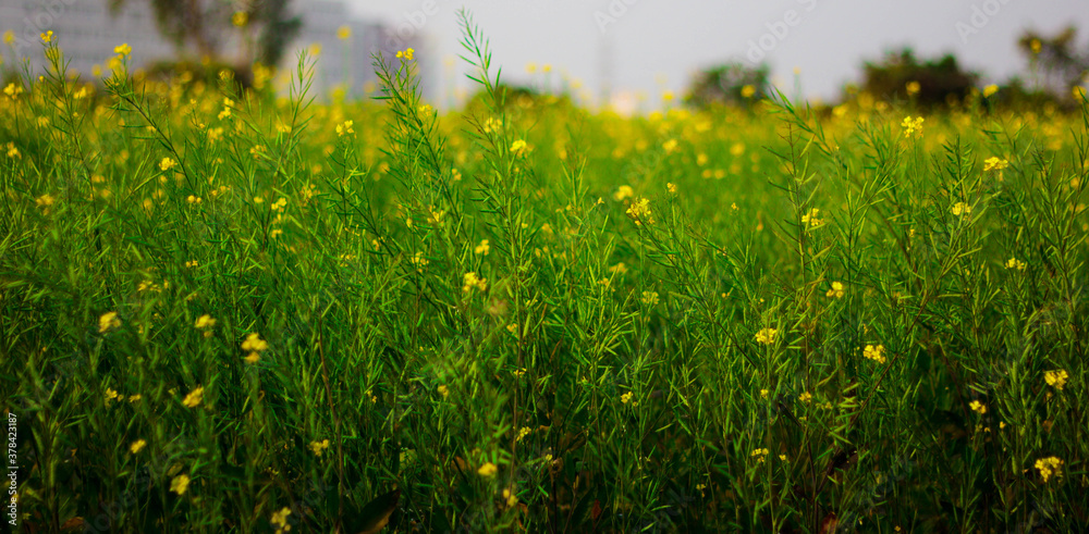 selective focus of yellow mustard flowers on green colored mustard plants in wide open field