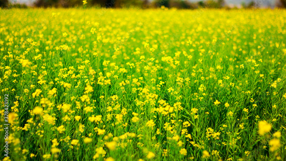 selective focus of yellow mustard flowers on green colored mustard plants in wide open field
