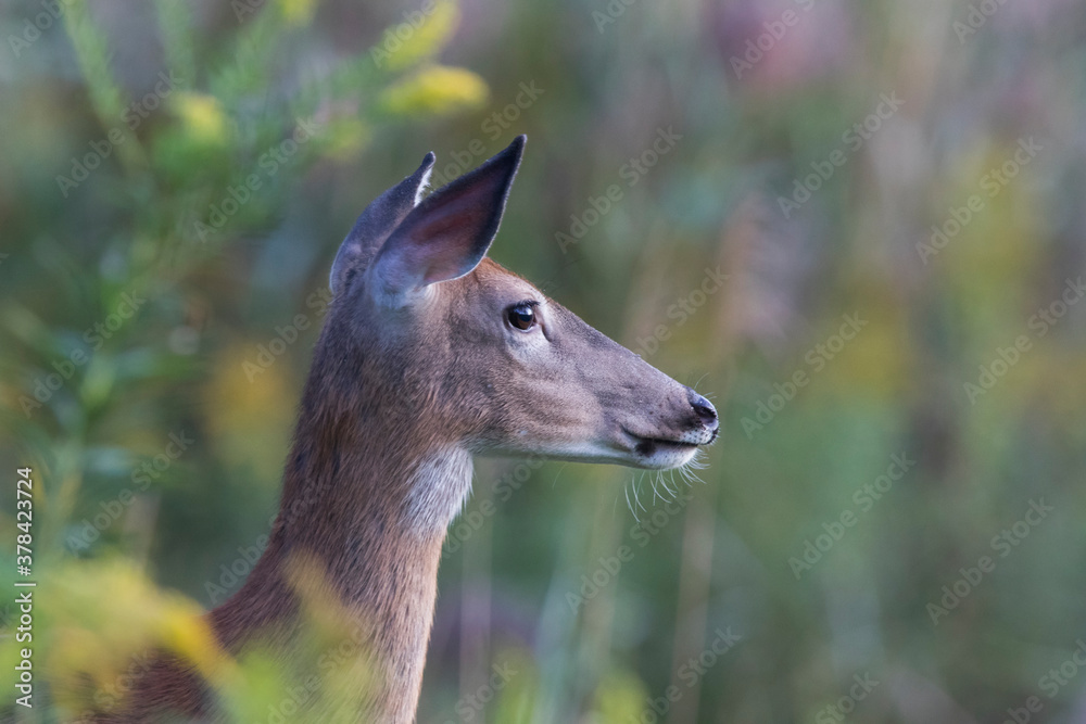 white-tailed deer (Odocoileus virginianus) in summer white-tailed deer (Odocoileus virginianus) in summer