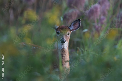 white-tailed deer (Odocoileus virginianus) in summer