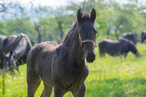 Tablou pe pânză Dark old kladruby horses on pasture on meadow with trees, young baby animal with