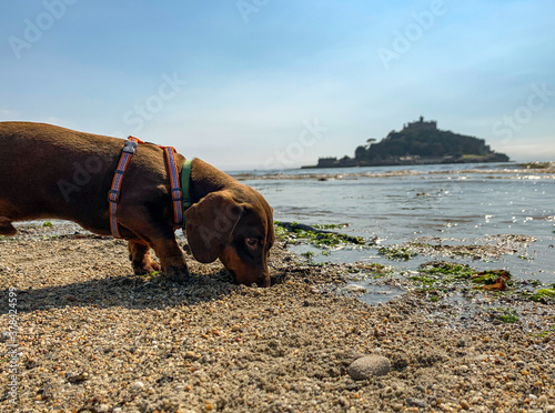 Dachshund dog playing on the beach