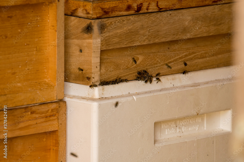 Beekeeper house with bees at the honeycomb Beekeeper house with bees at the honeycomb