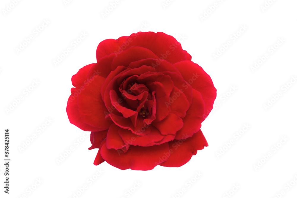 Beautiful one red rose isolated on white background Beautiful one red rose isolated on white background
