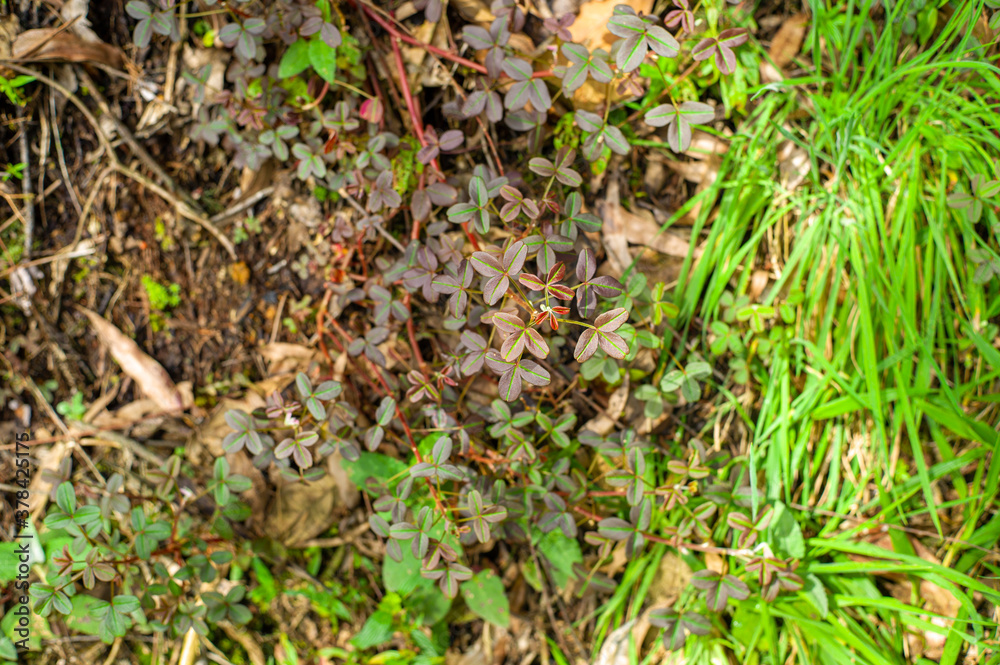 The White Clover (Trifolium Repens), also Known as Dutch Clover, Ladino Clover, or Ladino is growing in the Soil The White Clover (Trifolium Repens), also Known as Dutch Clover, Ladino Clover, or Ladino is growing in the Soil