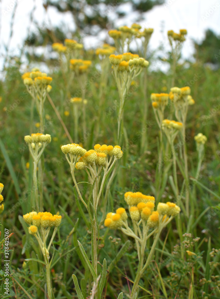 In the wild, the blooms immortelle (Helichrysum arenarium) In the wild, the blooms immortelle (Helichrysum arenarium)