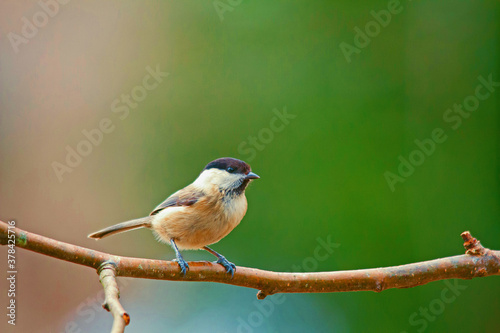 règne animal