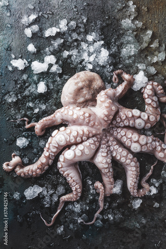 close-up view of octopus with ice on grey background 