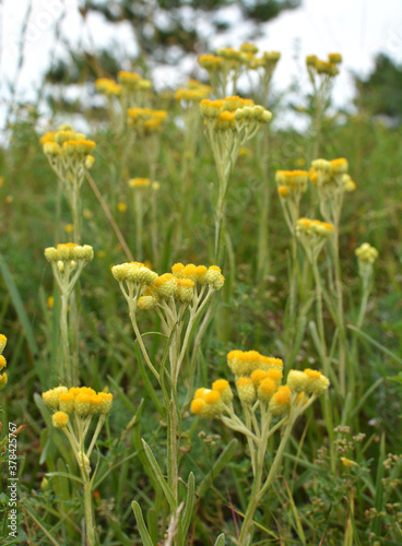 In the wild, the blooms immortelle (Helichrysum arenarium)