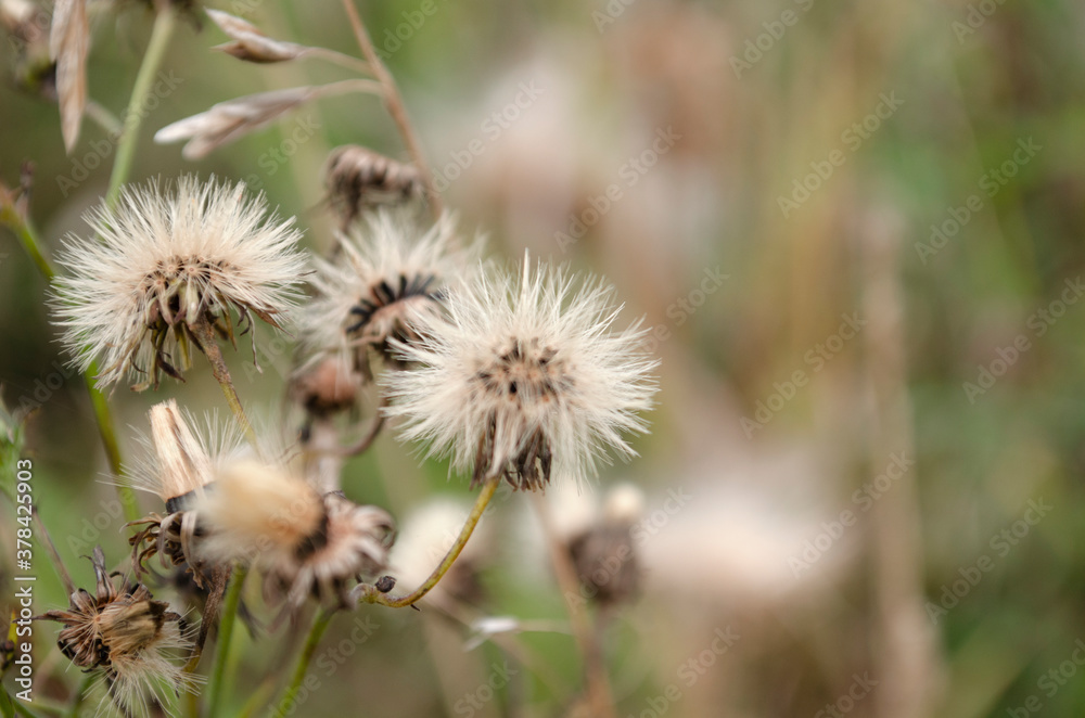 Thistle head closeup picture. Nature background. Soft focus and bokeh. Thistle head closeup picture. Nature background. Soft focus and bokeh.