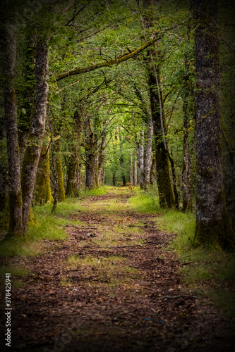Forest path © Aimeric D. Photo