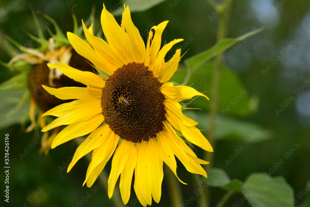Fototapeta premium bee feeding on nectar and pollen from sunflower. Bright yellow sunflower petals