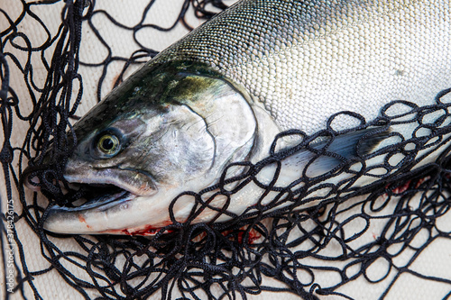 Tablou canvas Fresh hatchery coho salmon fish caught in a fisherman net on a boat after being
