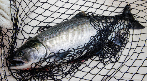 Εκτύπωση καμβά Fresh hatchery coho salmon fish caught in a fisherman net on a boat after being