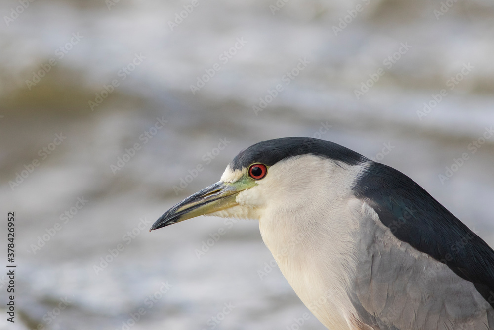 black-crowned night heron (Nycticorax nycticorax)