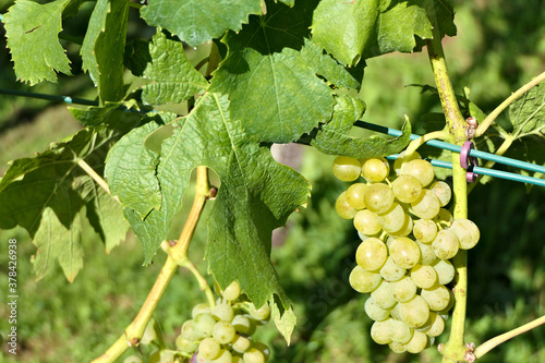 To pick ripe sweet grapes and leaves in autumn