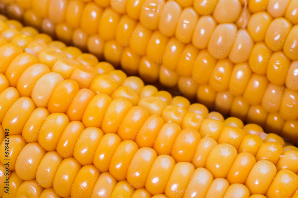 yellow corn stalk close up photo in wooden background yellow corn stalk close up photo in wooden background