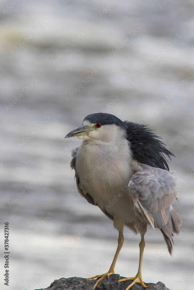 black-crowned night heron (Nycticorax nycticorax) black-crowned night heron (Nycticorax nycticorax)