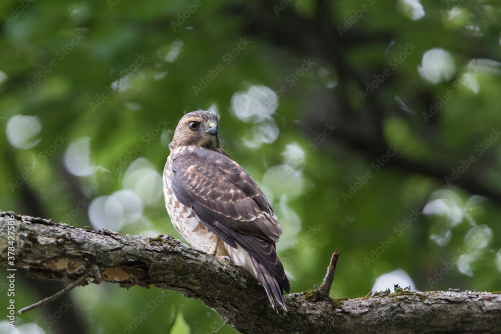 broad-winged hawk (Buteo platypterus) broad-winged hawk (Buteo platypterus)
