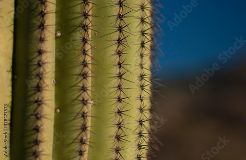 Saguaro cactus close up 