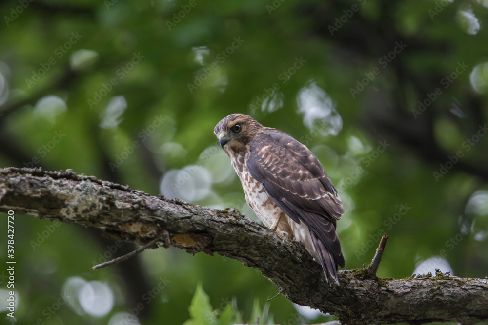 broad-winged hawk (Buteo platypterus) broad-winged hawk (Buteo platypterus)