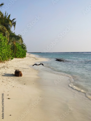 A bird takes off from the beach