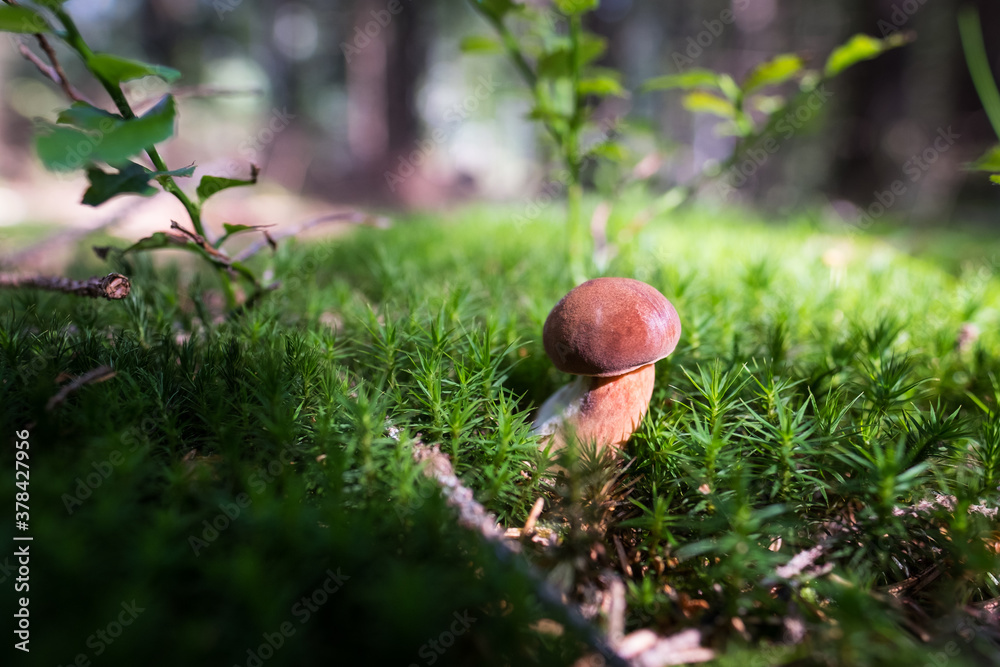 czech mashroom, czech republic, sumava, national park in autumn, mashroom picking